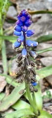 Bellevalia dubia boissieri
