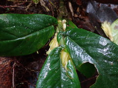 Columnea picta