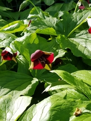 Trillium