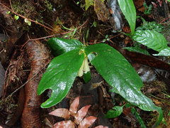 Columnea picta