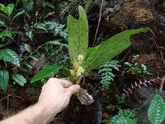 Columnea picta
