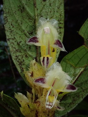 Columnea picta