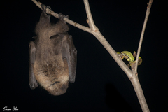 Pteropus dasymallus formosus