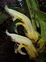 Columnea picta