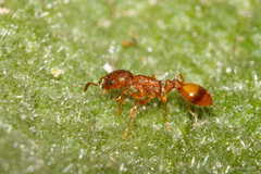 Temnothorax lichtensteini