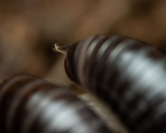 Ommatoiulus sabulosus aimatopodus