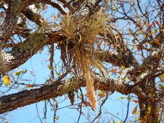 Tillandsia erubescens