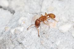 Temnothorax lichtensteini