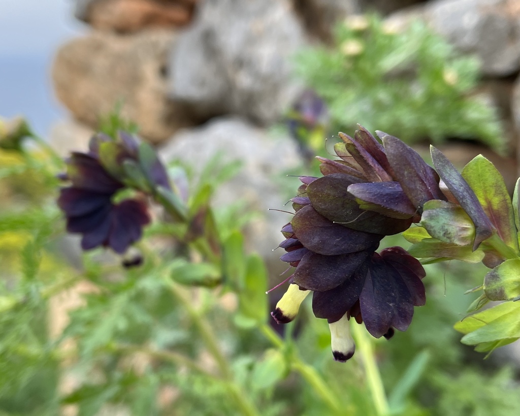 Cerinthe retorta; photograph (c) Bob Walker, some rights reserved (CC BY)