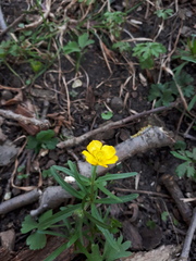Ranunculus auricomus