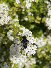 Eristalis saxorum