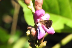 Vehilius stictomenes