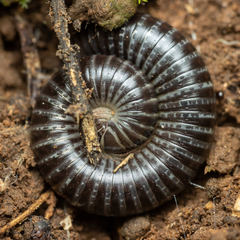 Ommatoiulus sabulosus aimatopodus