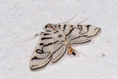 Conchylodes ovulalis
