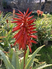 Aloe arborescens