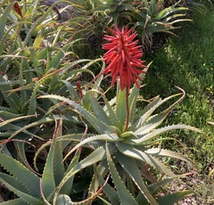 Aloe arborescens