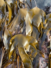 Laminaria digitata
