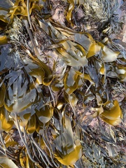 Laminaria digitata