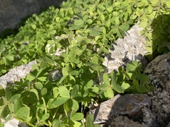 Oxalis pes-caprae