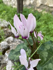 Cyclamen persicum