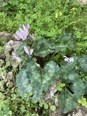 Cyclamen persicum