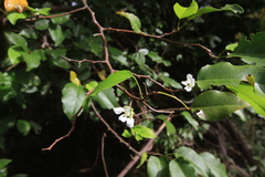 Dalbergia brownei