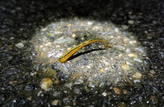 Haemadipsa