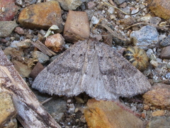 Pachycnemia tibiaria