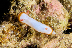 Goniobranchus verrieri