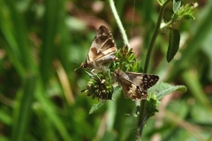 Heliopetes domicella