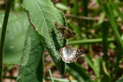 Heliopetes domicella
