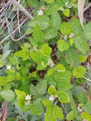 Rubus ursinus macropetalus
