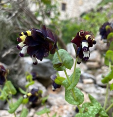 Cerinthe retorta