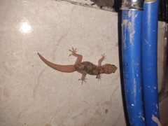 Hemidactylus angulatus