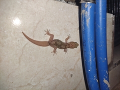 Hemidactylus angulatus