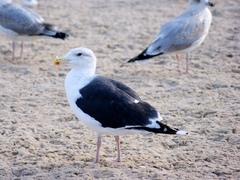 Larus marinus