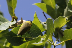 Steraspis