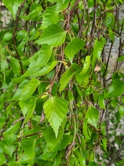 Betula