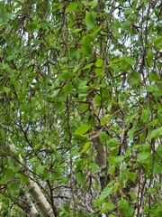 Betula