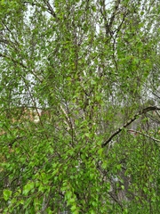 Betula
