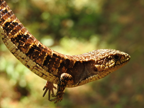 Rough-necked Alligator Lizard