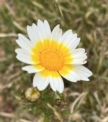 Glebionis coronaria discolor
