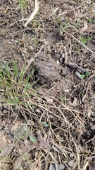 Procambarus gracilis