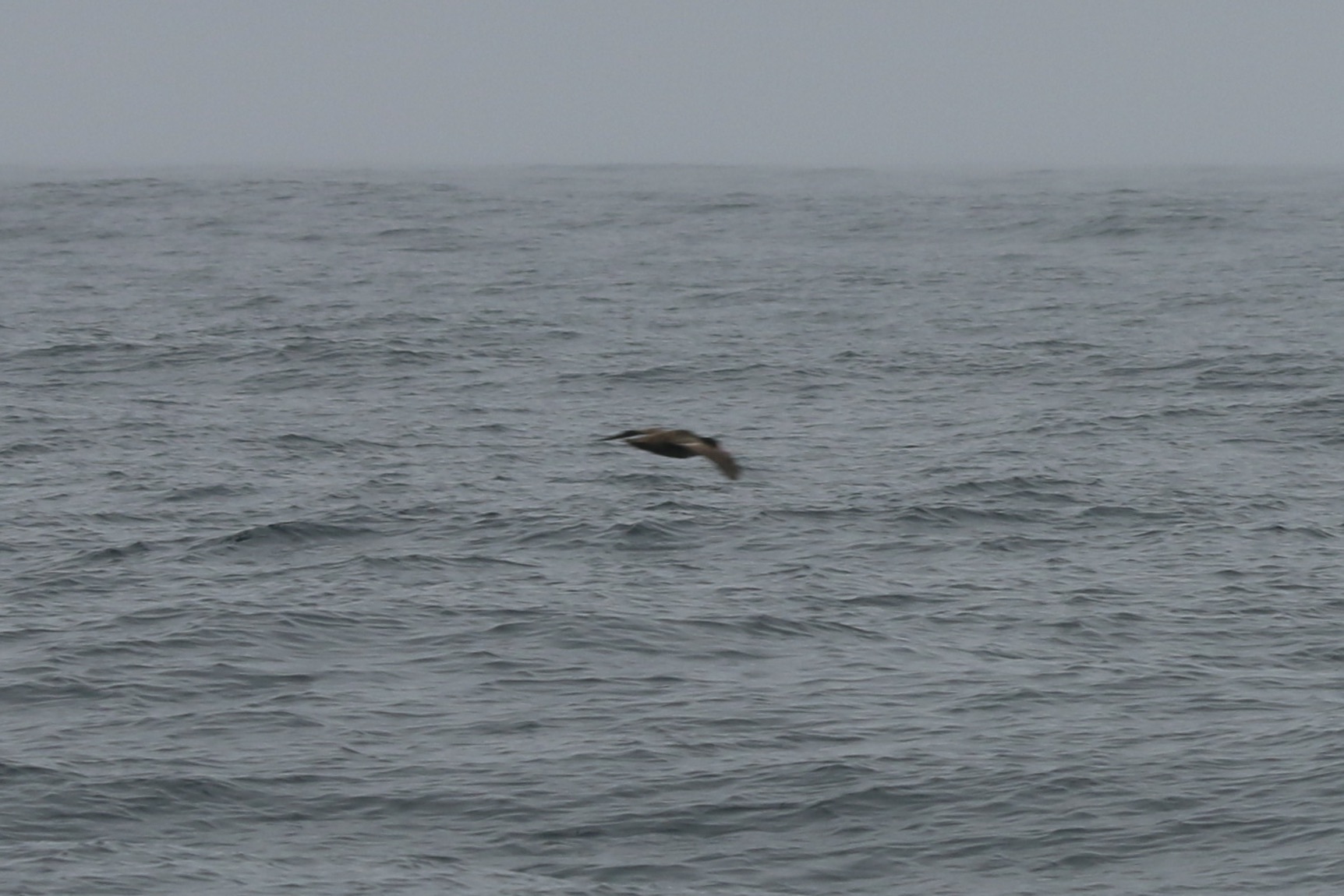 Short-tailed Albatross