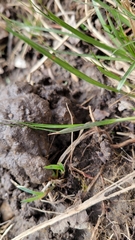 Procambarus gracilis