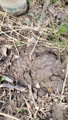 Procambarus gracilis