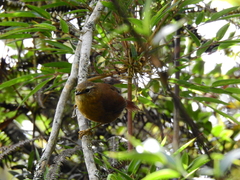 Hellmayrea gularis