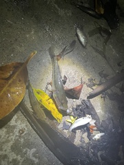 Gobiomorus maculatus