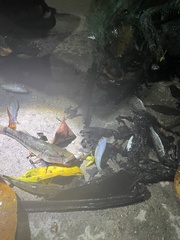 Gobiomorus maculatus