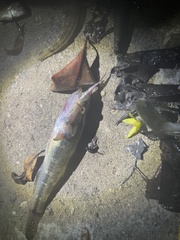 Gobiomorus maculatus